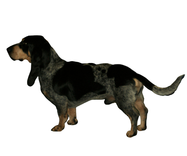 are basset bleu de gascogne hypoallergenic