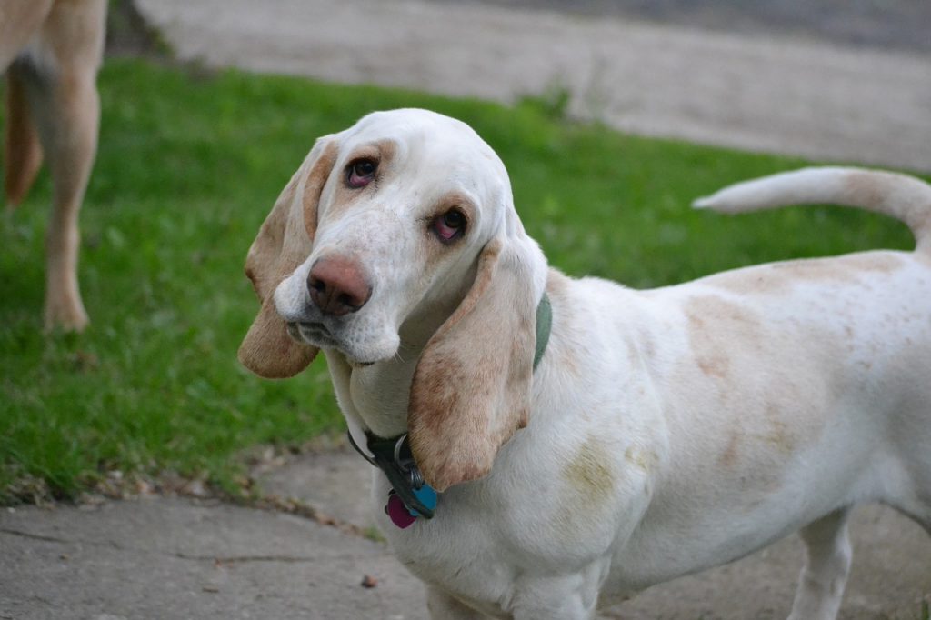 cuanto debe comer un basset hound al dia