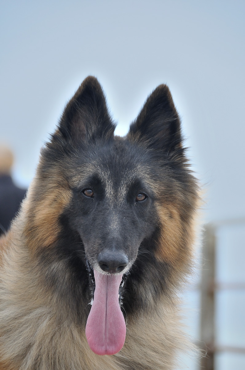 Cruce Pastor Belga Y Border Collie Perro de pastor belga: Todo sobre esta raza - DogsPlanet.com
