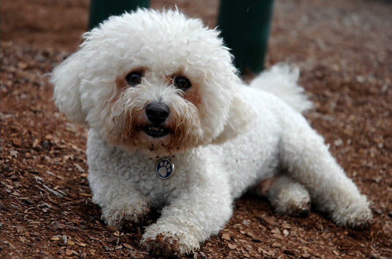 bichon frisé personnalité