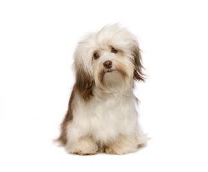 bichon havanese