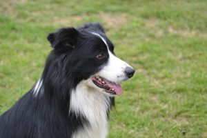 border collie photo