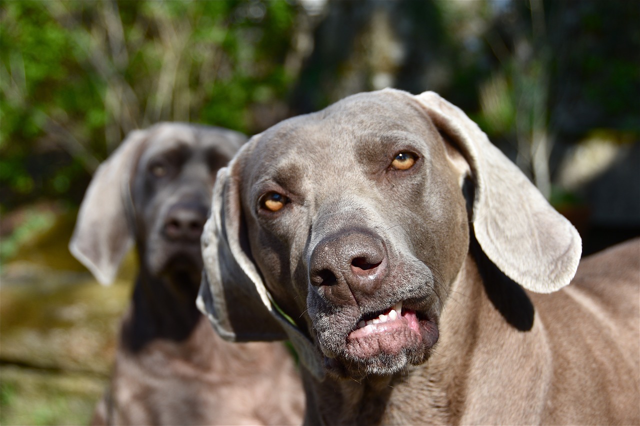 Weimaraner All about this breed