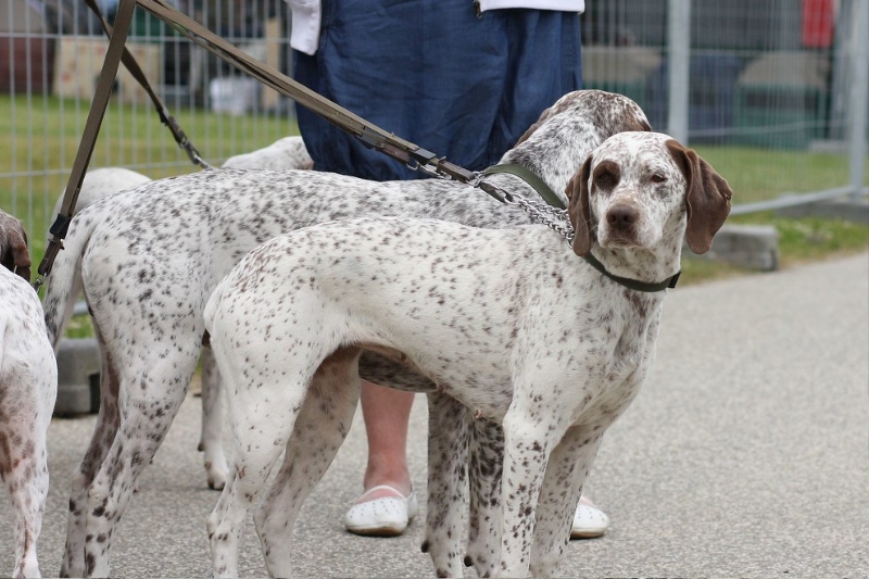 braque du bourbonnais is a mixed breed