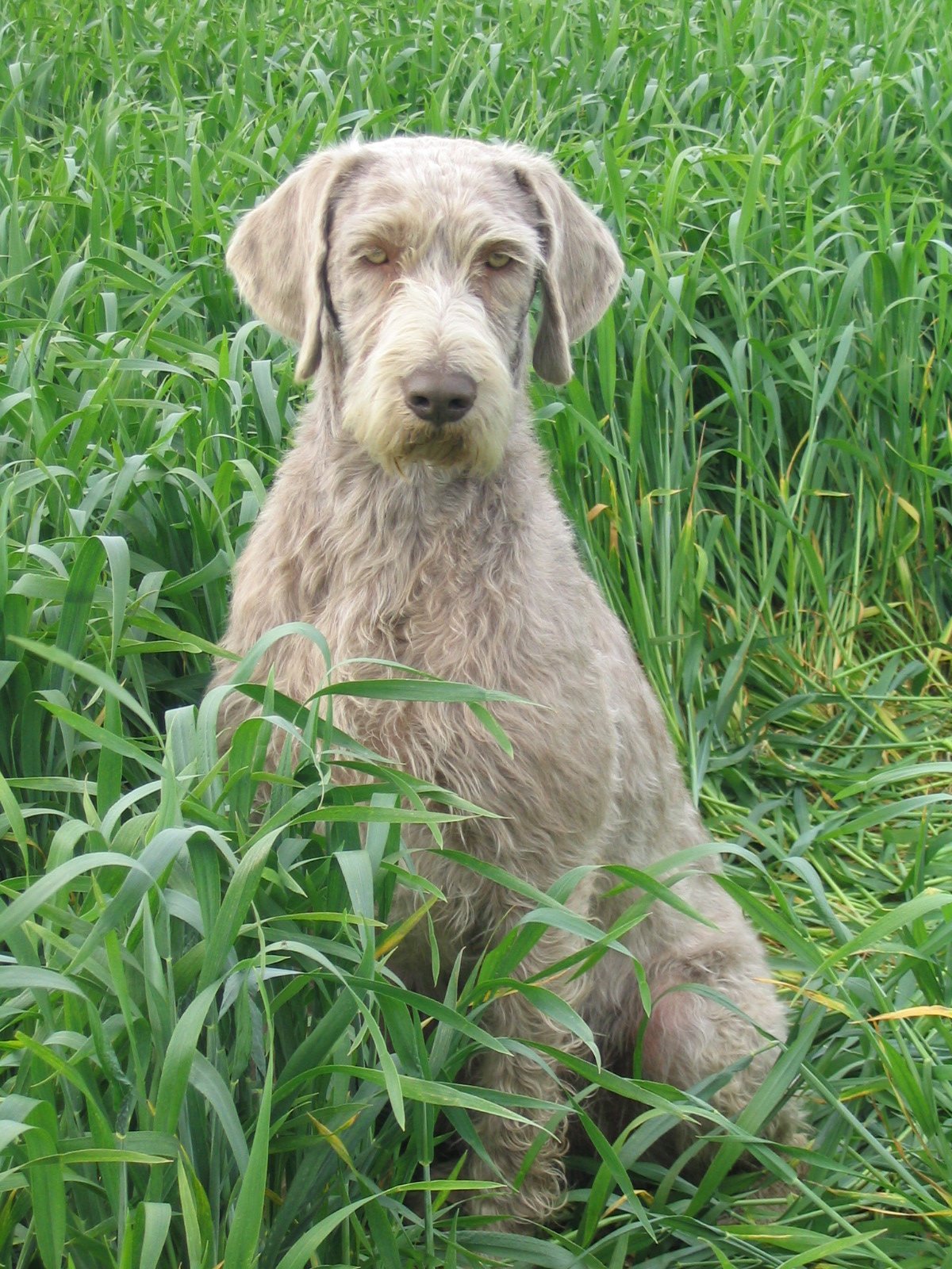 slovak wirehaired pointer