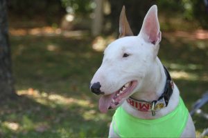 bull terrier photo 2