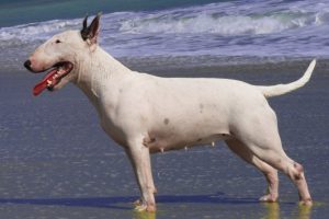 bull terrier photo 3