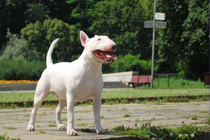 bull terrier photo 4