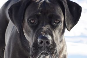 cane corso photo 6