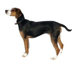 Finnish hound