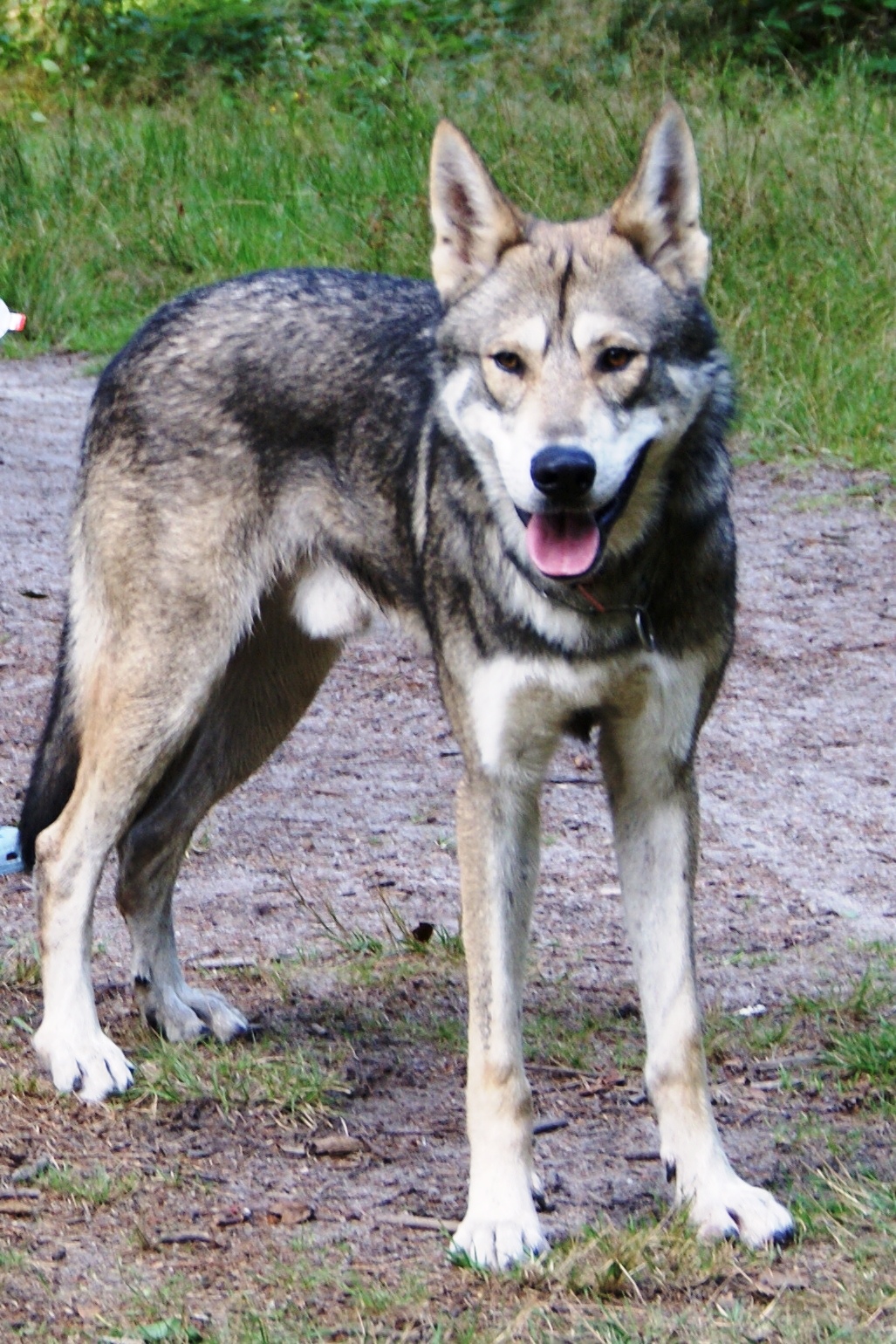 Saarloos Wolfdog Adoption Cute of Animals Saarloos Wolfdog Adoption Cute of Animals