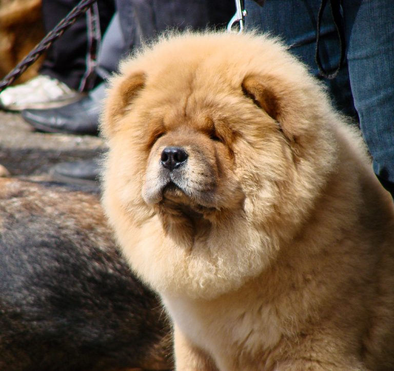 Chow-Chow: Todo sobre esta raza - DogsPlanet.com