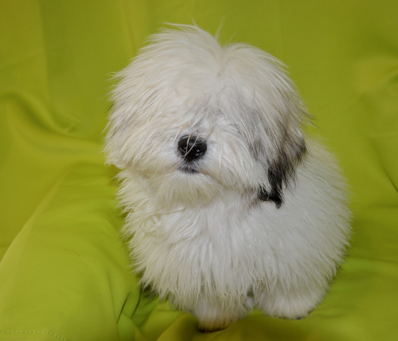 coton