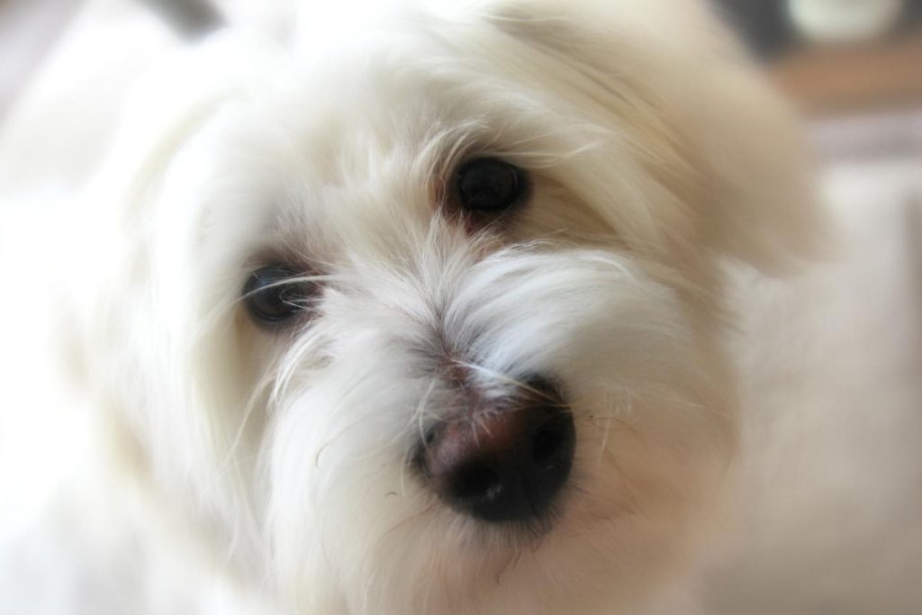 Coton de Tuléar Tout savoir sur cette race