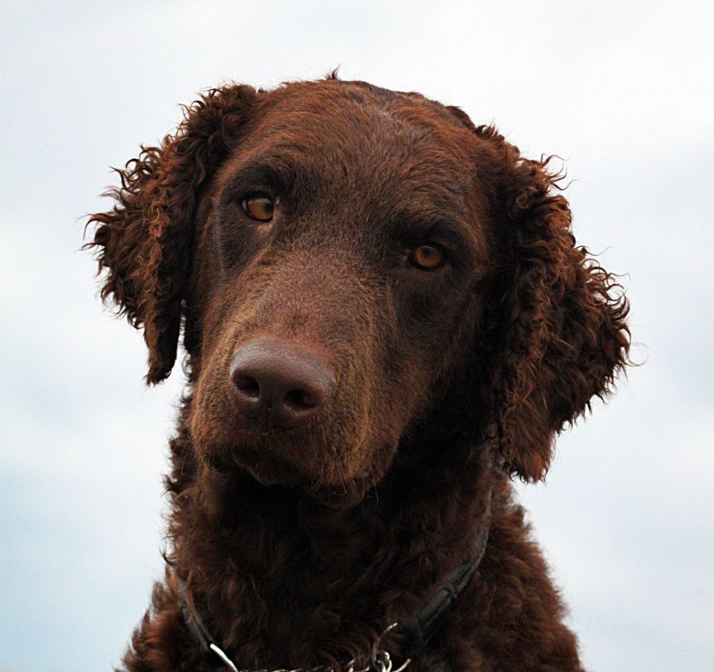 Retriever à poil bouclé Tout savoir sur cette race Retriever à poil bouclé Tout savoir sur cette race
