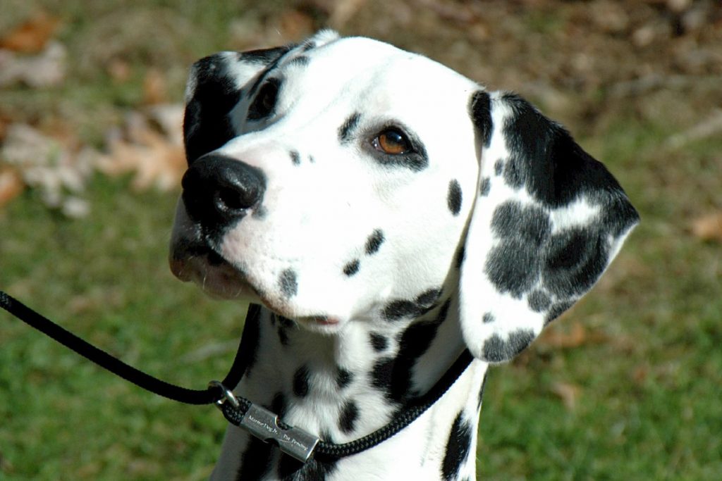 Dalmatien Tout savoir sur cette race Dalmatien Tout savoir sur cette race