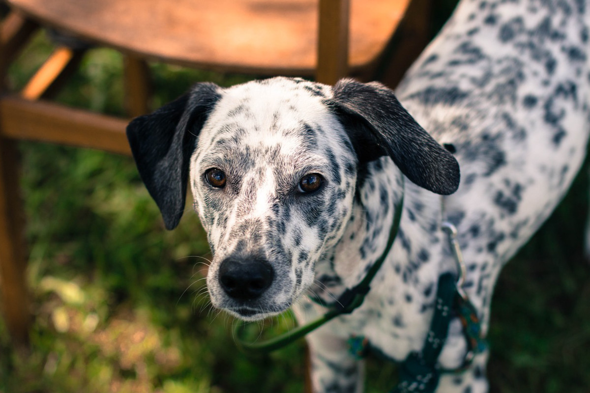 Dalmatien Tout savoir sur cette race Dalmatien Tout savoir sur cette race