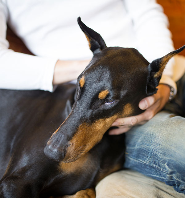 is doberman loyal