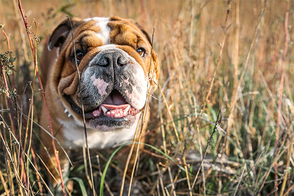 English Bulldog