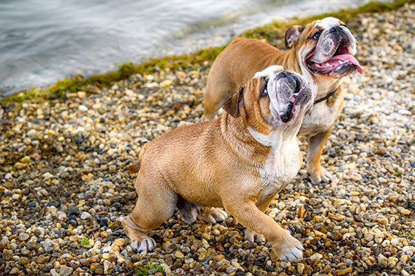 English Bulldog