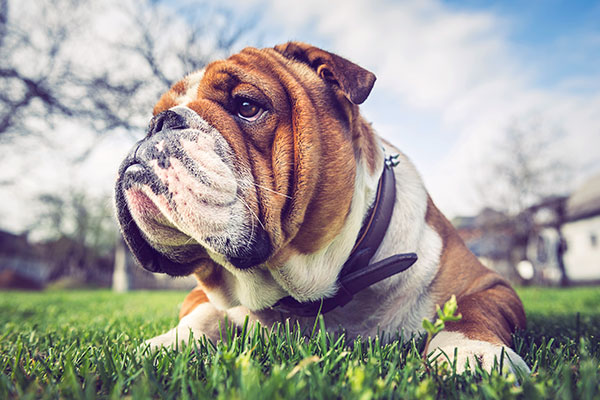 English Bulldog