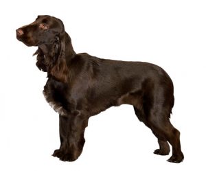 field spaniel