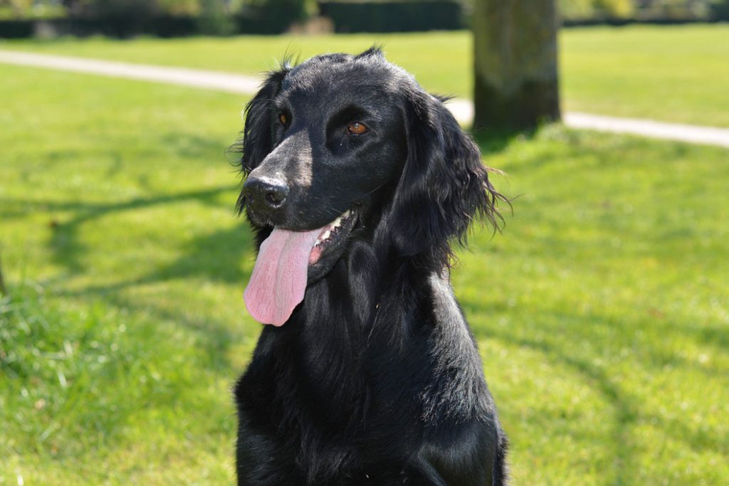 FlatCoated Retriever Tout savoir sur cette race