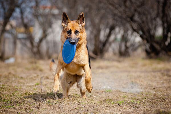 German Shepherd