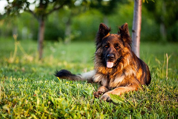 German Shepherd