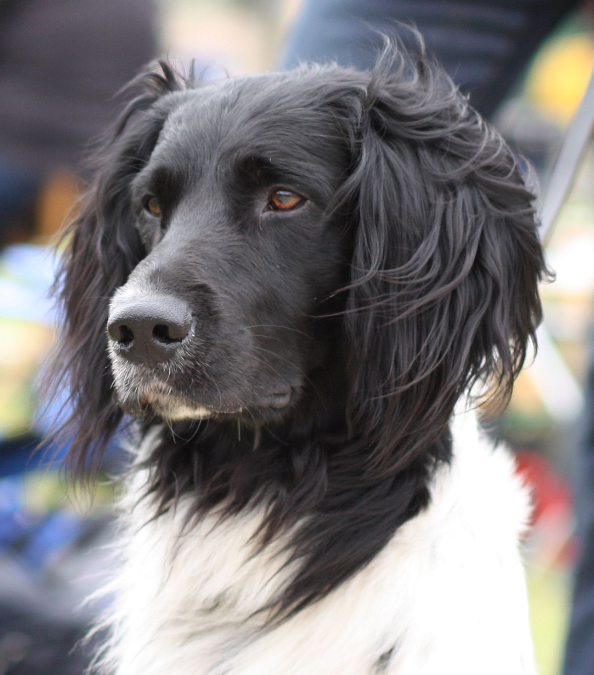 Grand Münsterländer: Tout savoir sur cette race - DogsPlanet.com