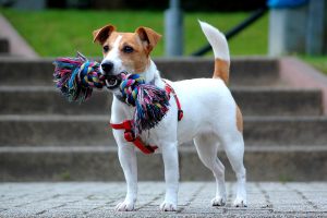 jack russell terrier foto 2