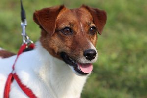 jack russell terrier foto 3