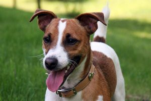 jack russell terrier photo 5