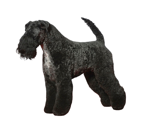 Kerry Blue Terrier