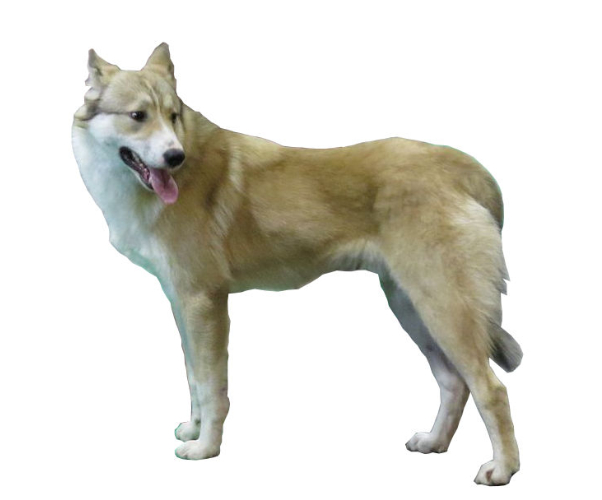 West Siberian Laika