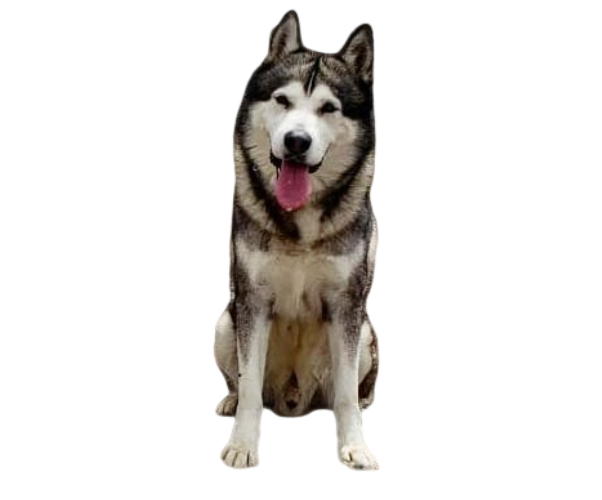 Malamute de alaska