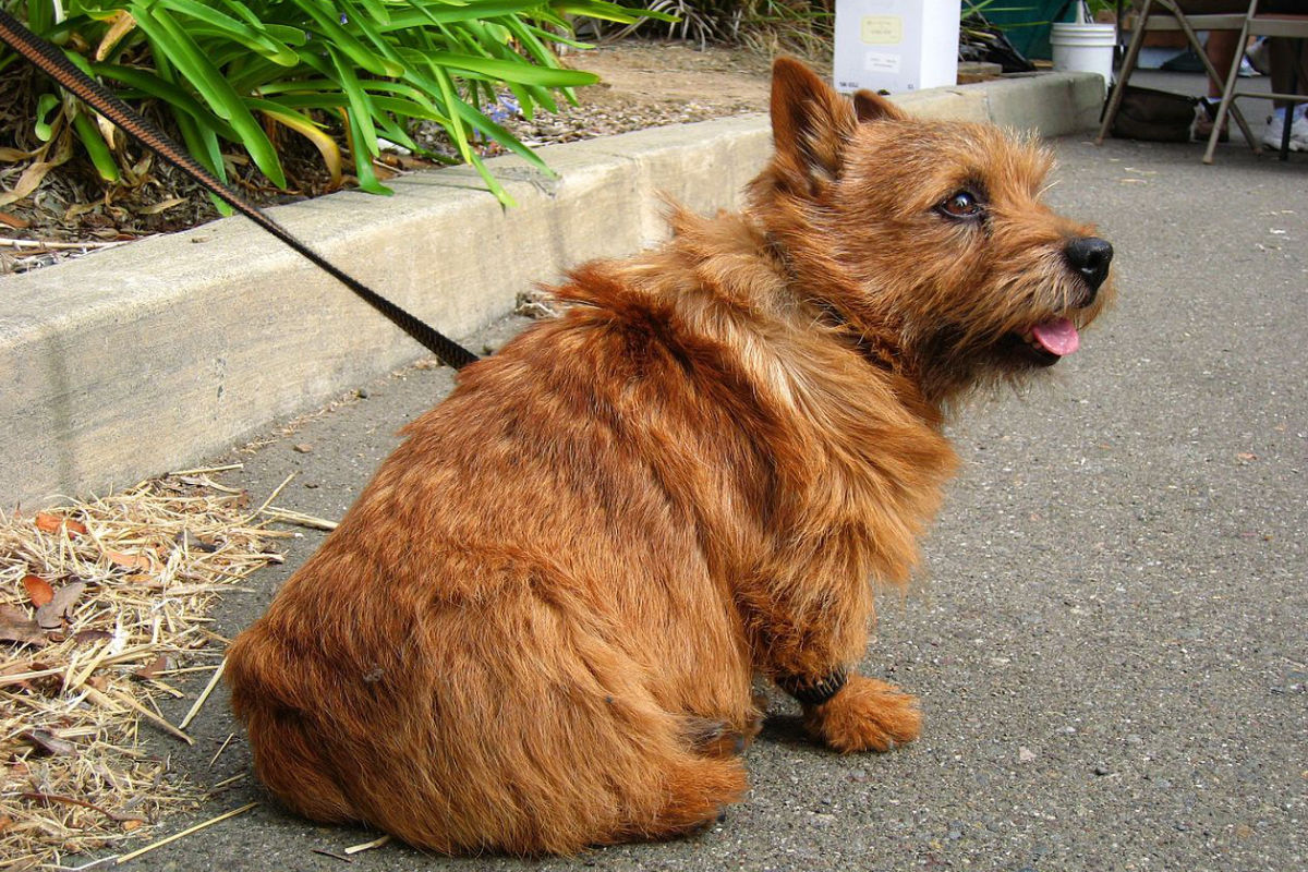 Norwich Terrier Tout savoir sur cette race
