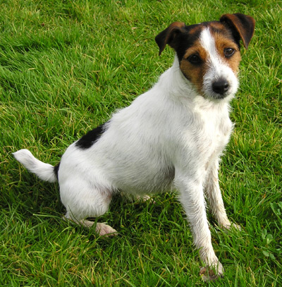 parson russell terrier personnalité