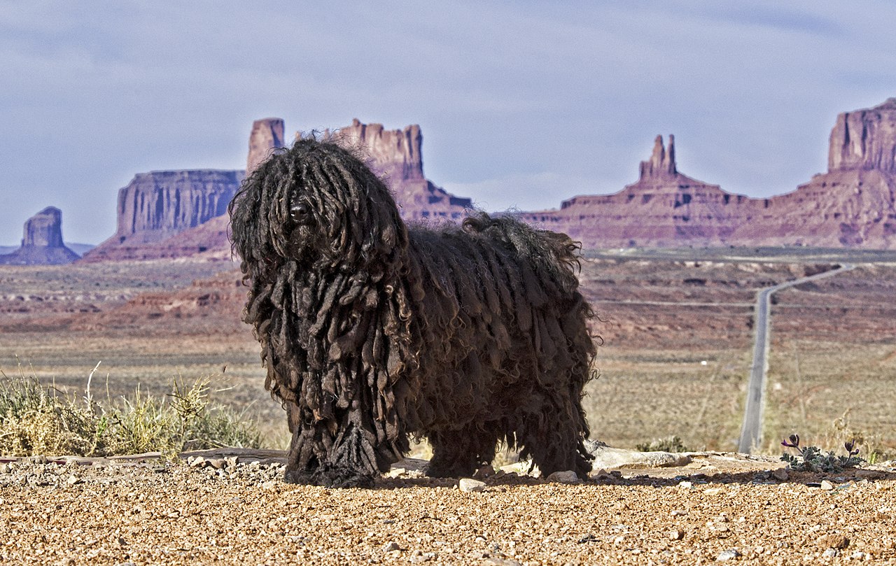 puli personnalité