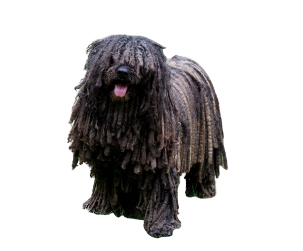 can bones cause disease in a bergamasco shepherd