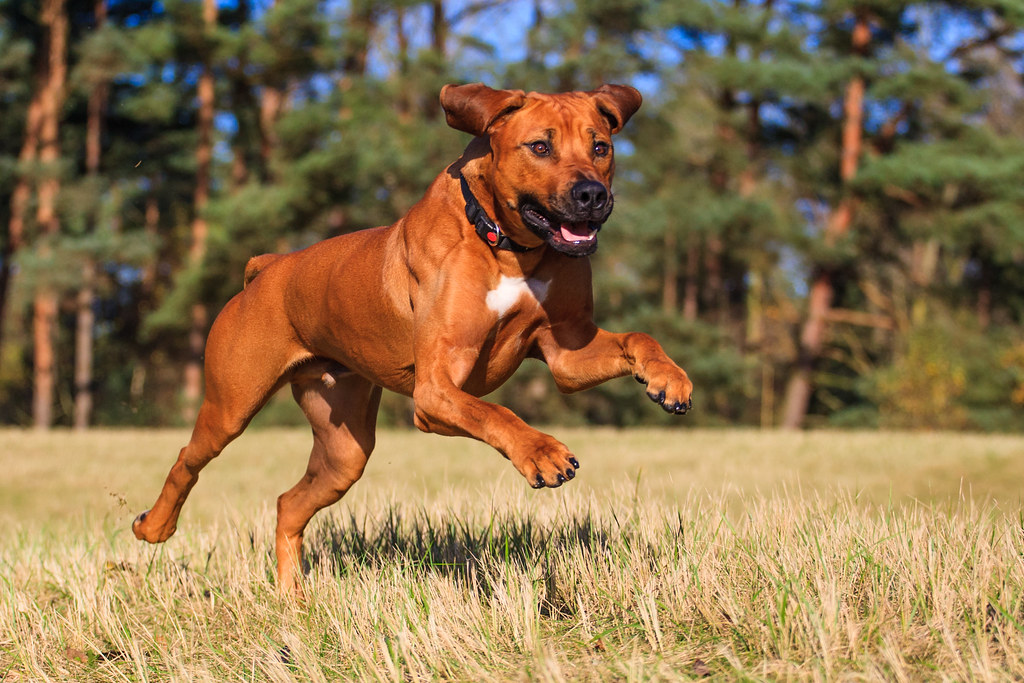 Rhodesian Ridgeback Todo sobre esta raza
