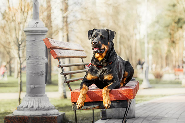 Rottweiler