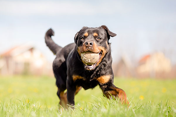 Rottweiler