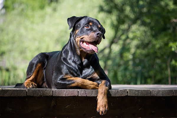 Rottweiler