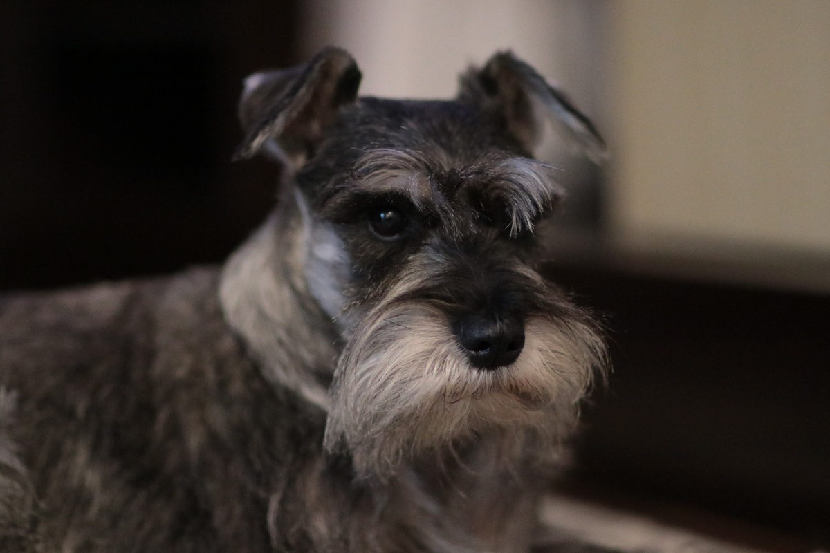 Schnauzer Todo sobre esta raza