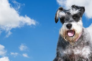 photo schnauzer