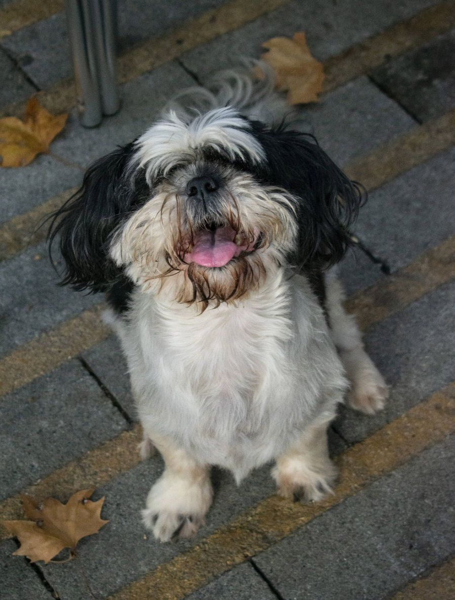 shih tzu personnalité