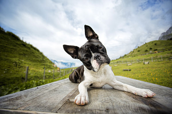 Terrier de Boston avec tête sur le côté