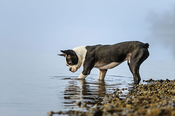 Terrier de Boston dans l'eau