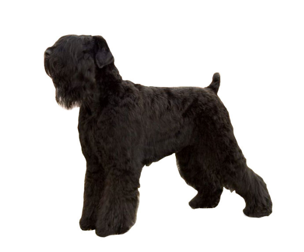 Black Russian Terrier